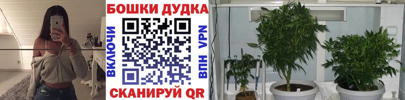 Бошки Шишки марихуана  Красный Холм 